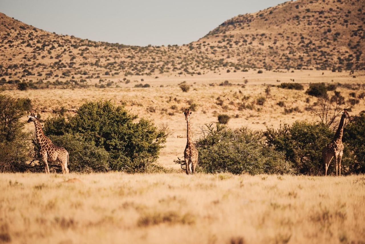 Glen Harry Game Reserve Graaff-Reinet Eksteriør billede
